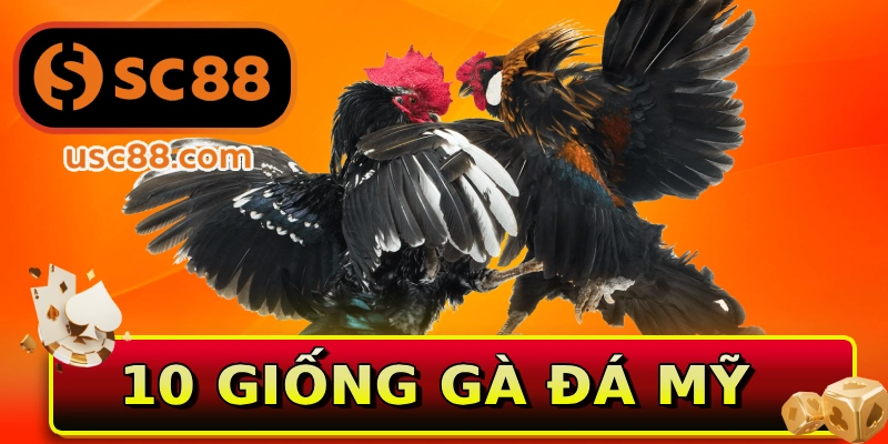 10 giống gà đá Mỹ