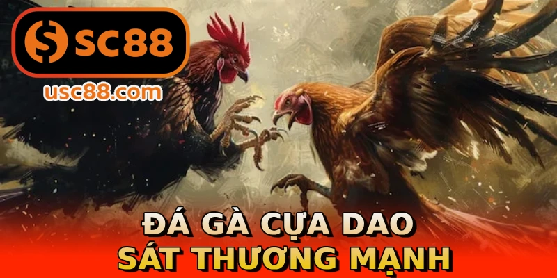 Đá gà cựa dao sát thương mạnh