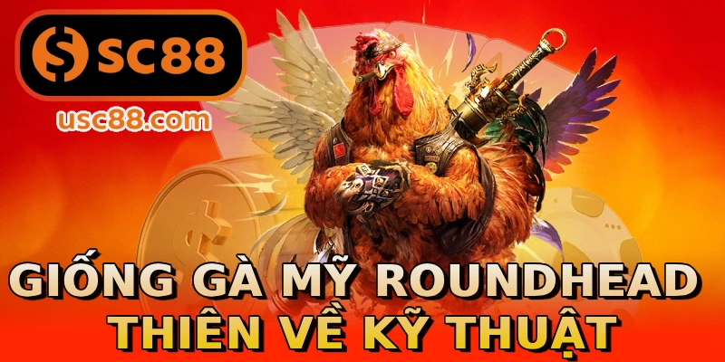 Giống gà Mỹ Roundhead thiên về kỹ thuật