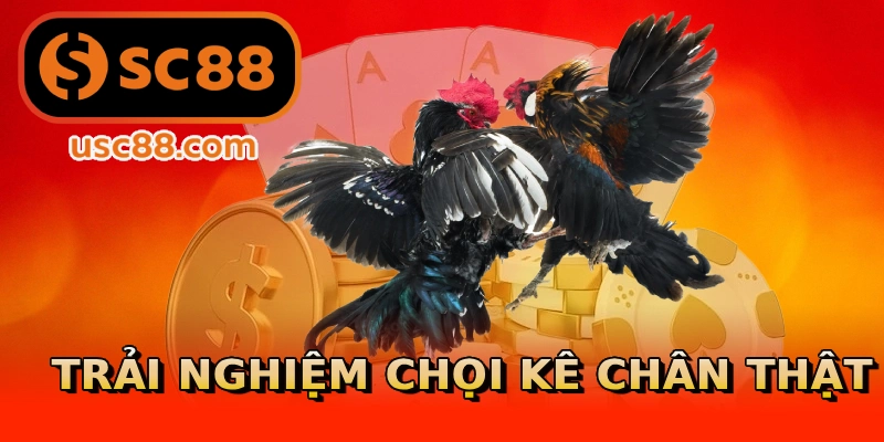 Trải nghiệm chọi kê chân thật