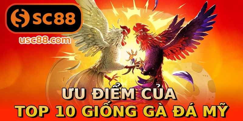 Ưu điểm của top 10 giống gà đá Mỹ